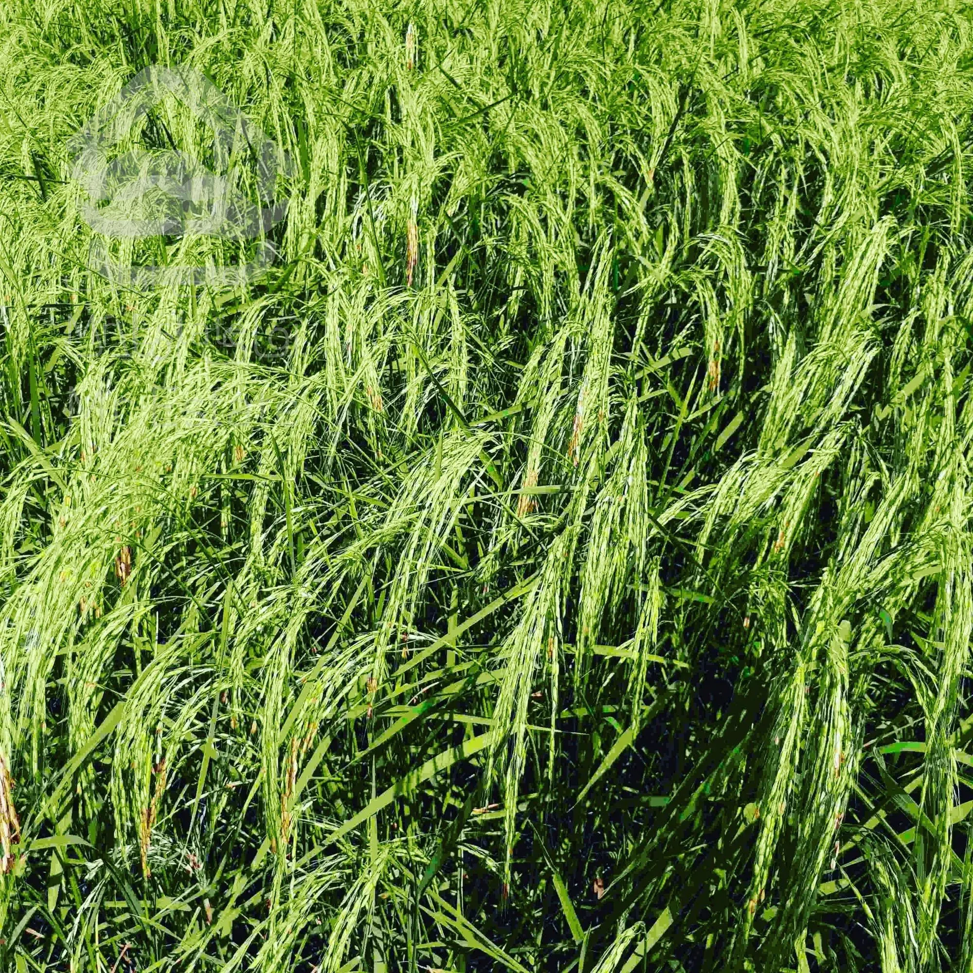 فروش زمین کشاورزی(شالیزار) درآستانه اشرفیه