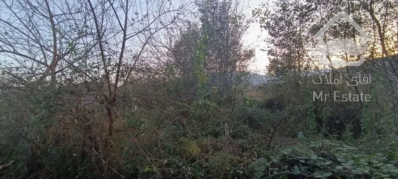 فروش ۲۹۰ متر زمین در شاندرمن زیبا (کارگزاری نسل نو)