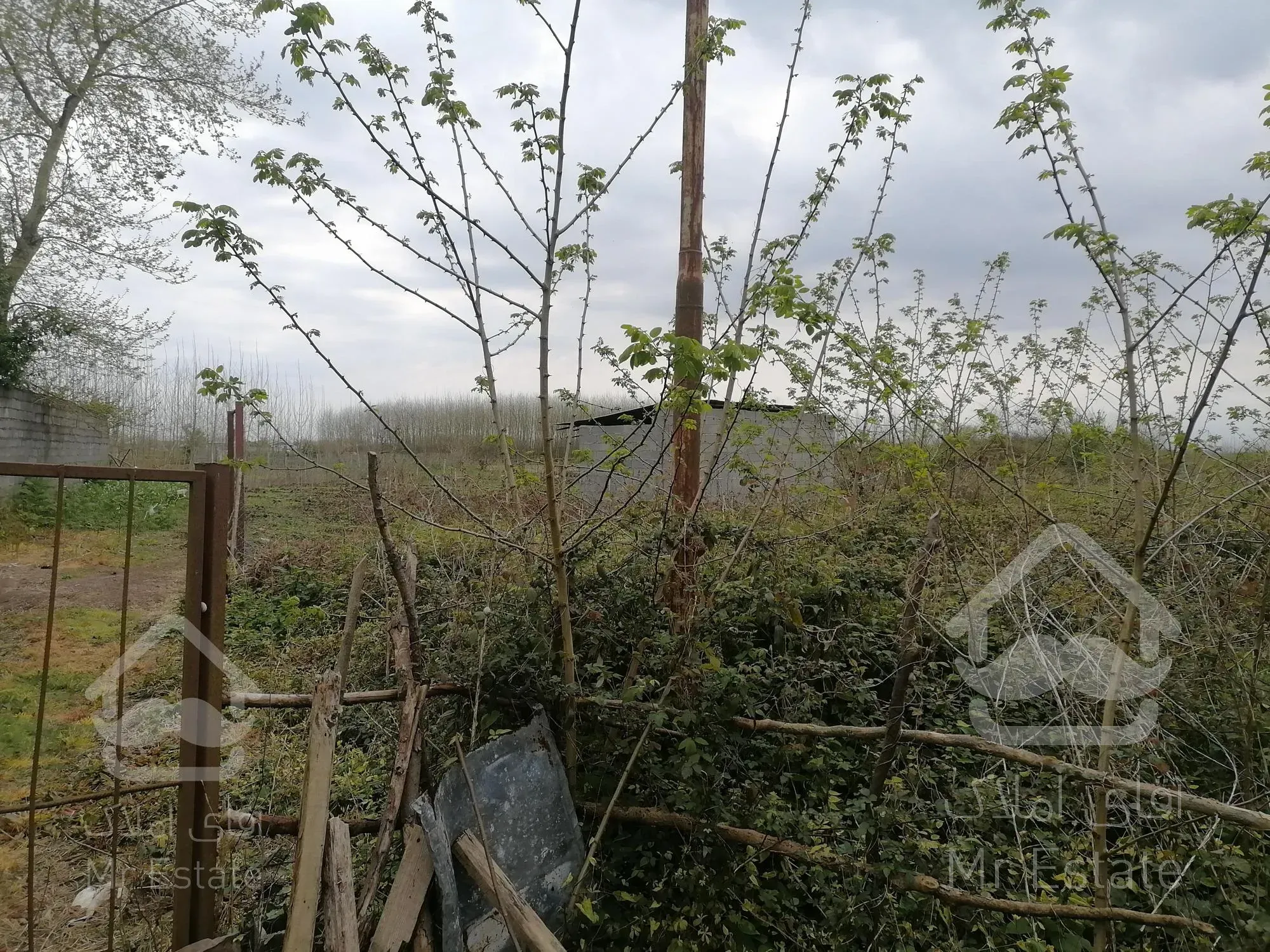 خرید زمین باغات (کیوی) دربندرانزلی