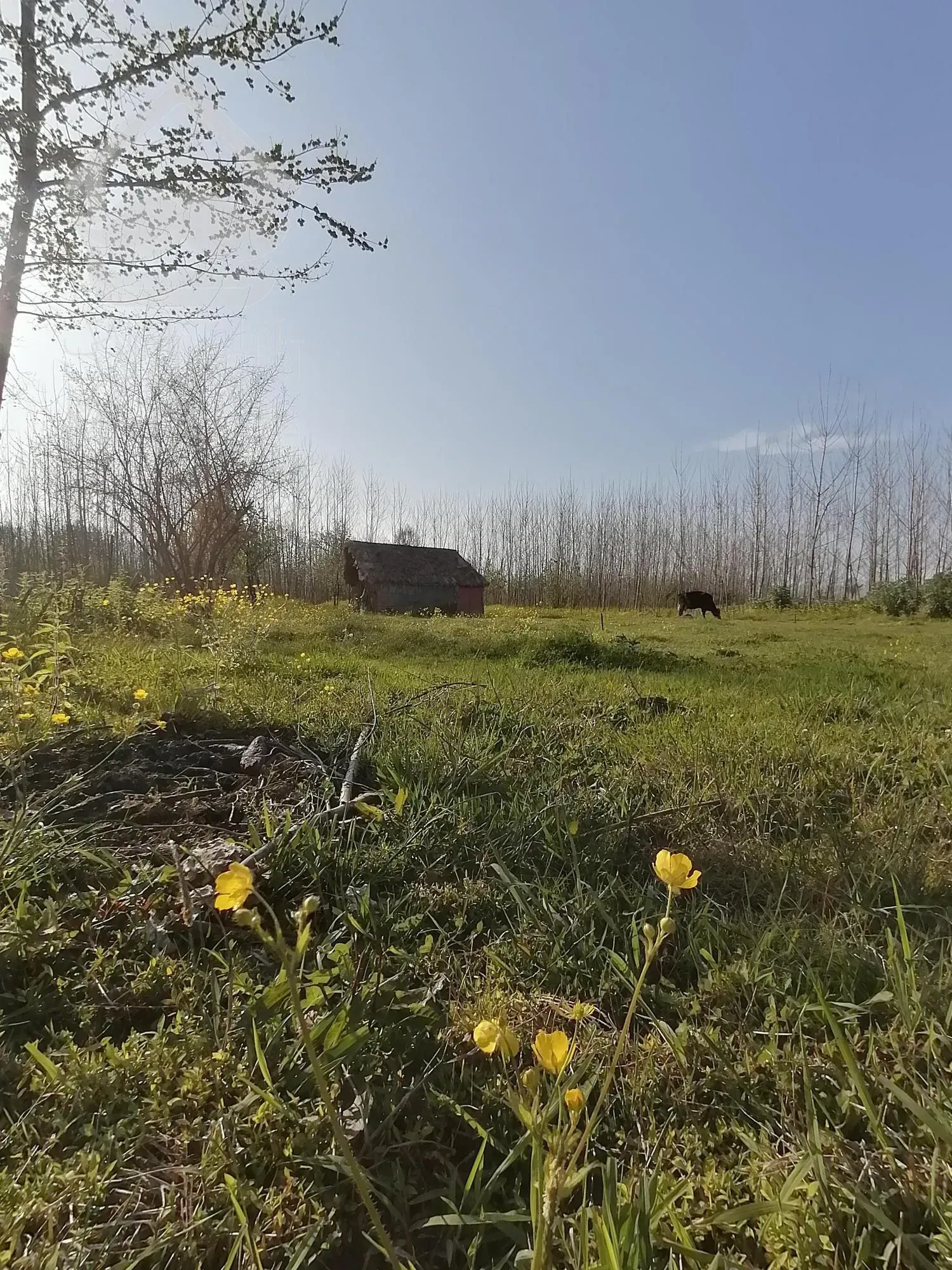 خرید زمین 600 متری باپروانه ساخت درصومعه سرا