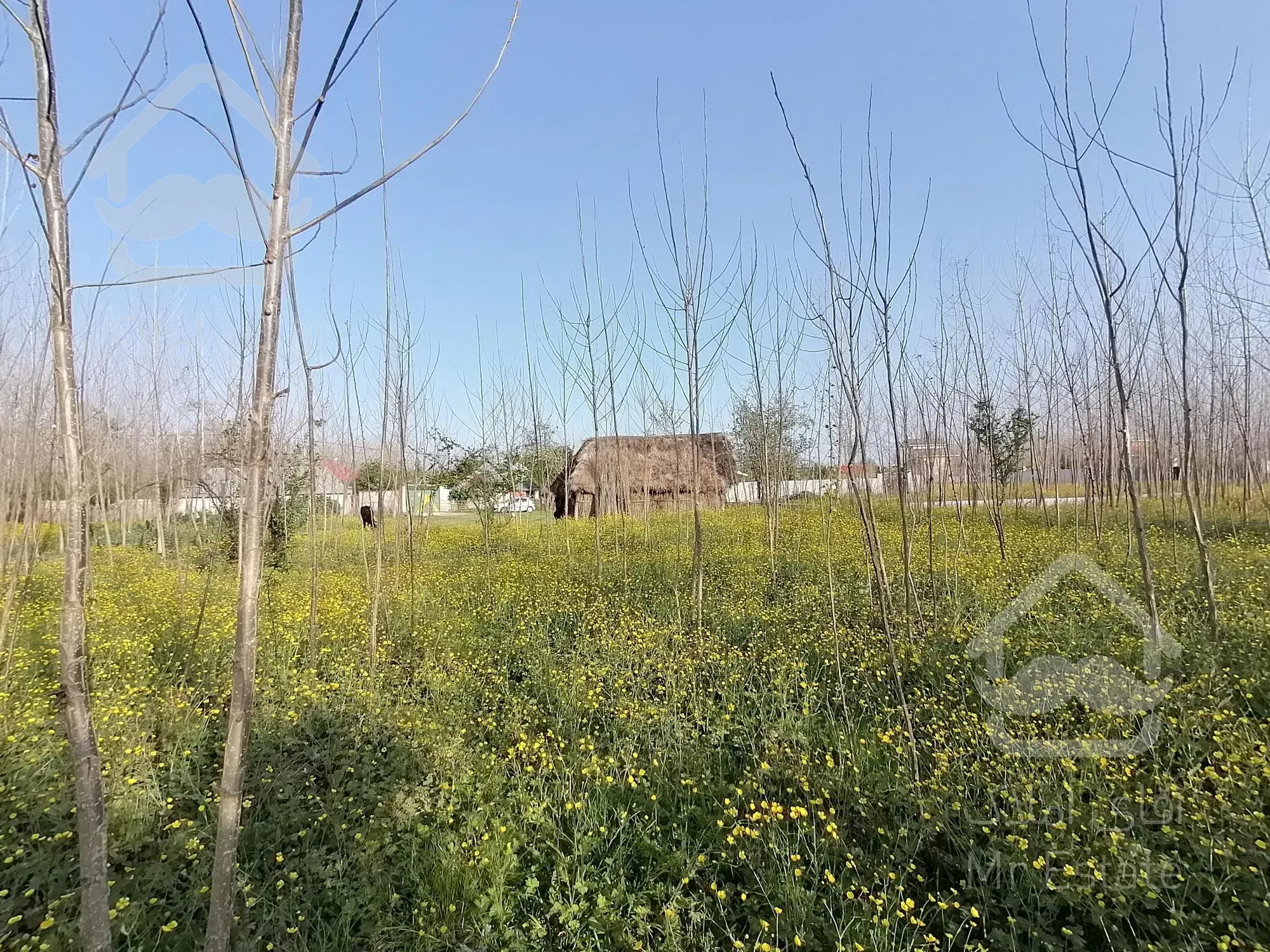 خرید زمین 600 متری باپروانه ساخت درصومعه سرا