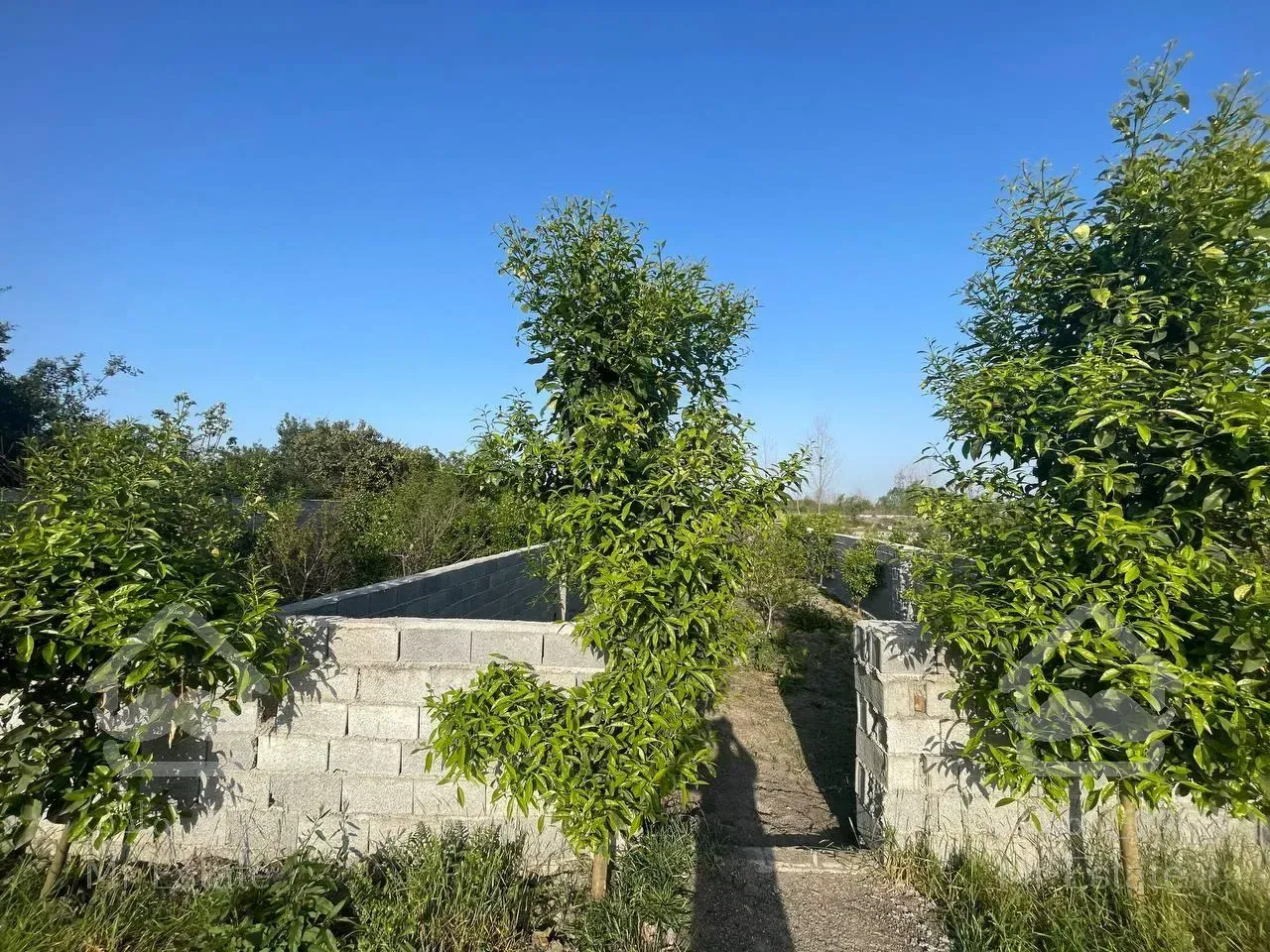 زمین قابل ساخت منطقه فوق سرسبز