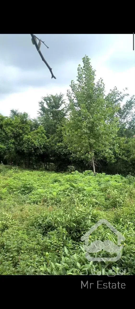 ۱۵۸۰ متر زمین/ پلاک یک جنگل/ ویودار/ گیلان، شفت