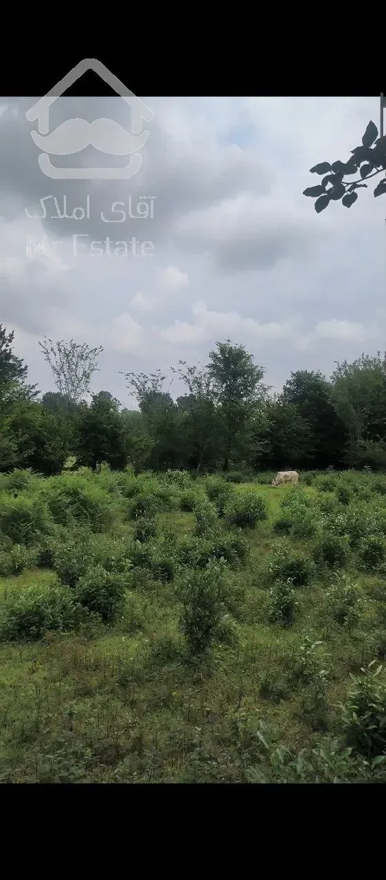 ۱۵۸۰ متر زمین/ پلاک یک جنگل/ ویودار/ گیلان، شفت