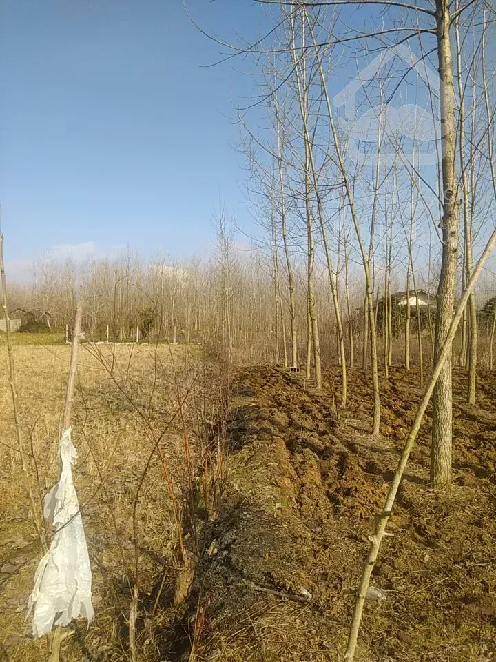 زمین مسکونی قصاب محله