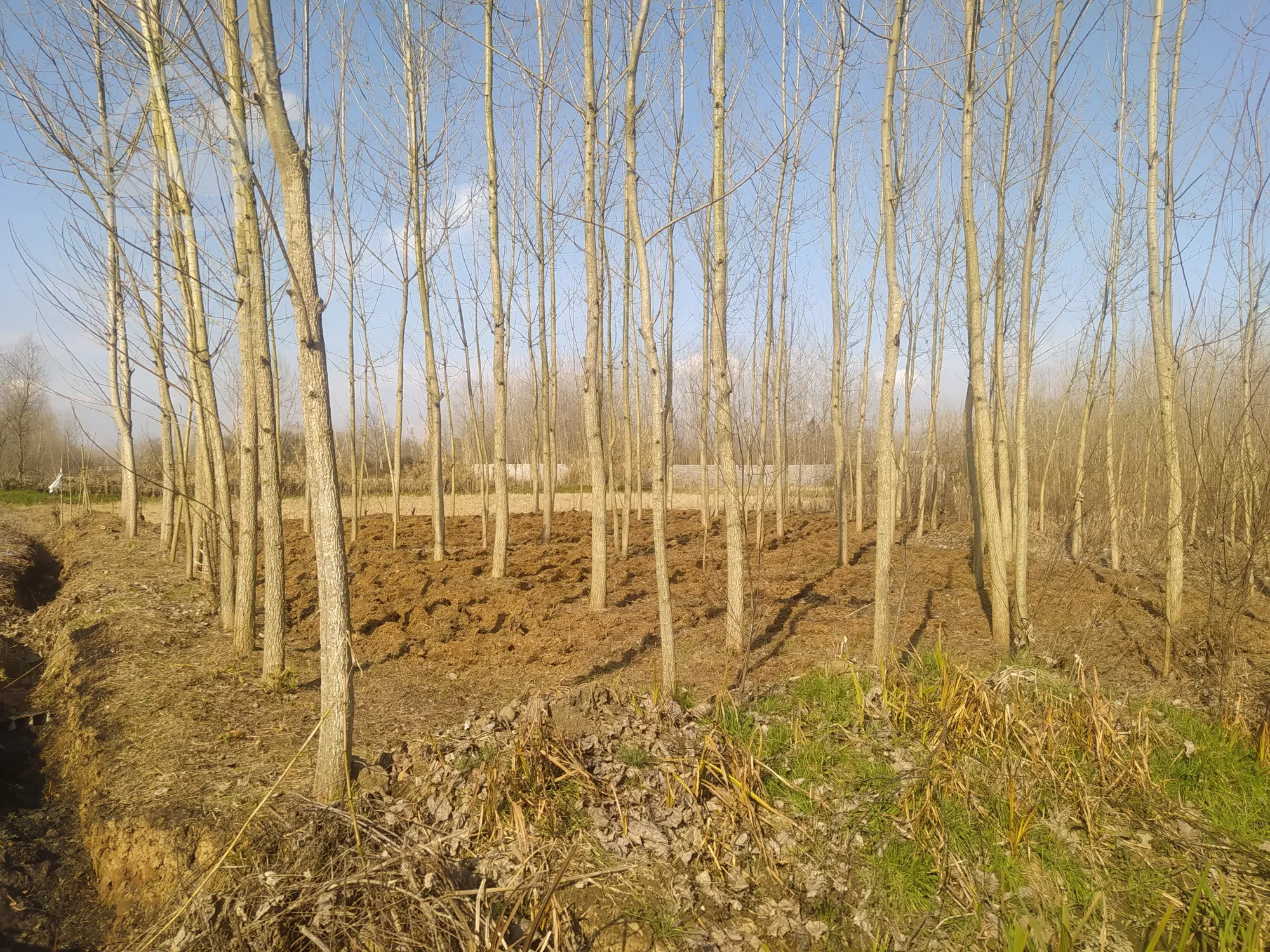 زمین مسکونی قصاب محله