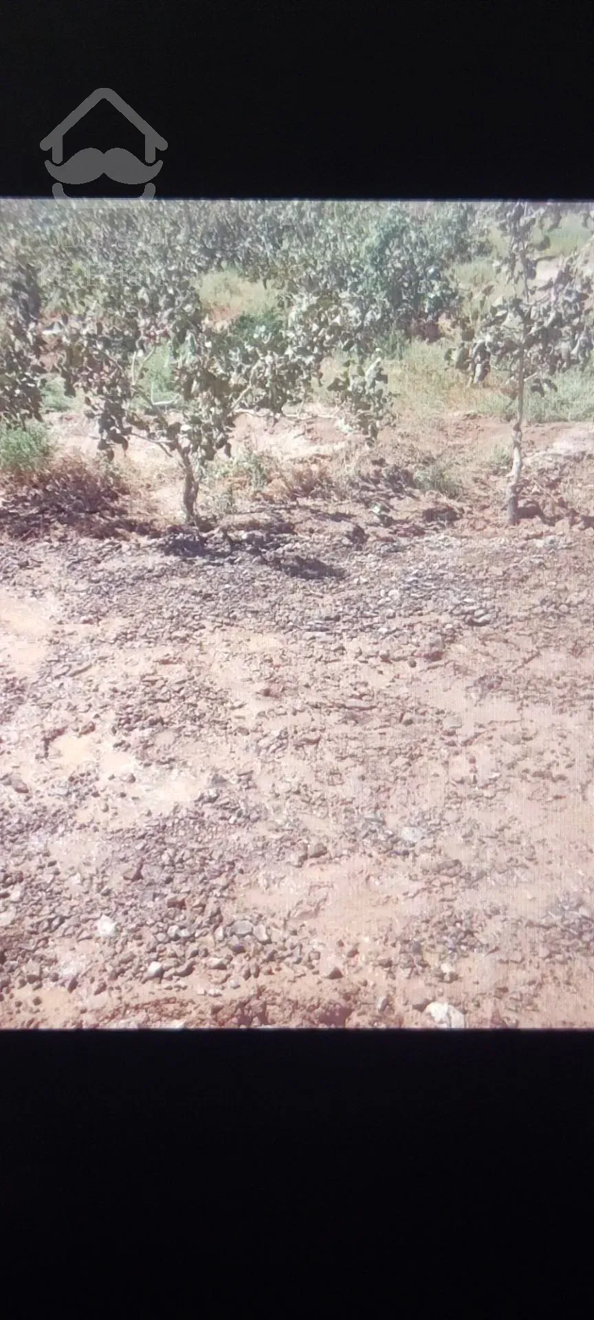 زمین کشاورزی پسته