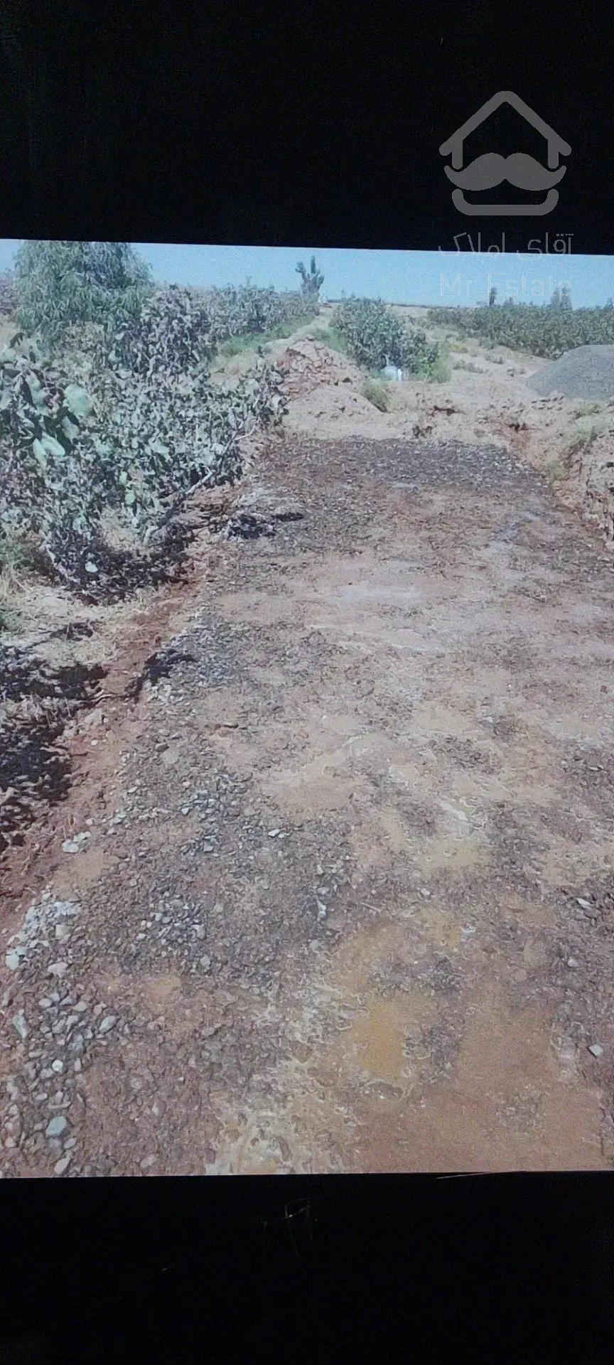 زمین کشاورزی پسته