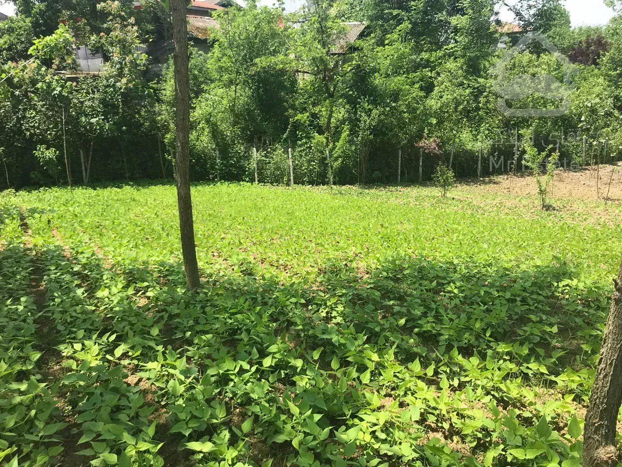 فروش ویلا باغ