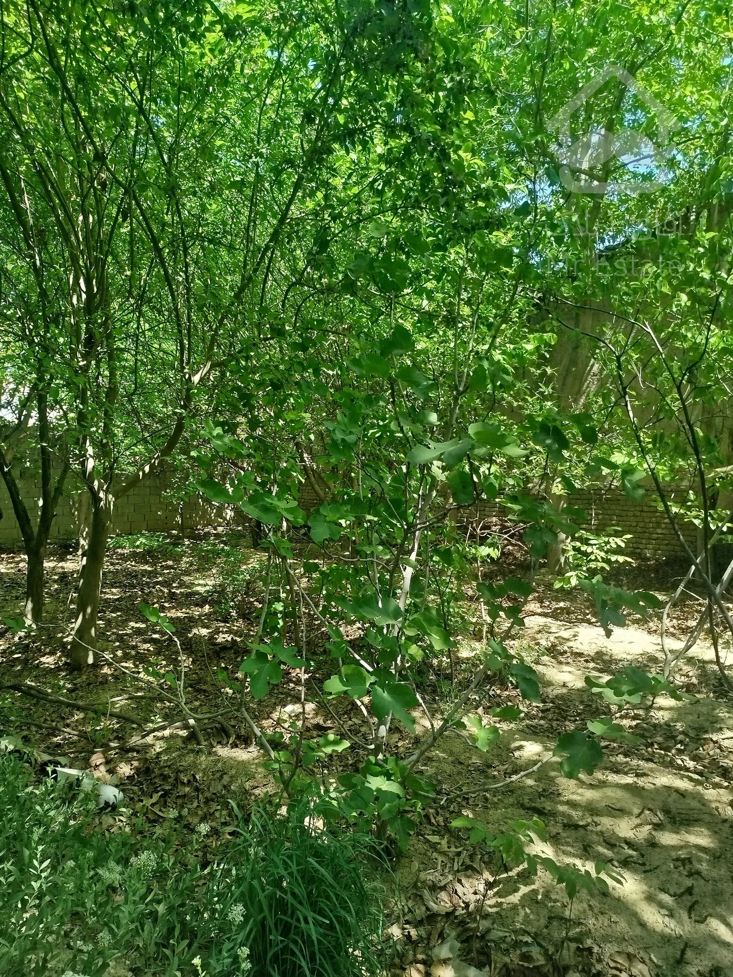 خانه باغ ۶۰۰متری