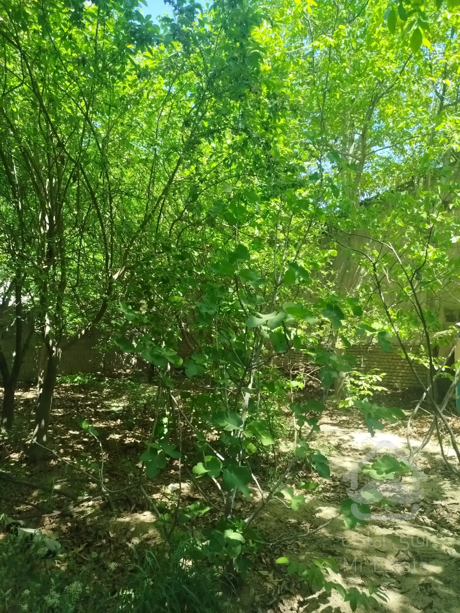 خانه باغ ۶۰۰متری