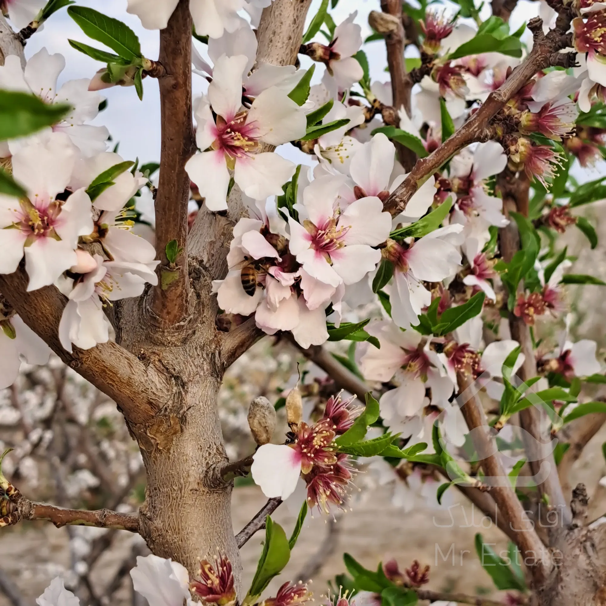 باغ 500 متری دارای درختان 6ساله