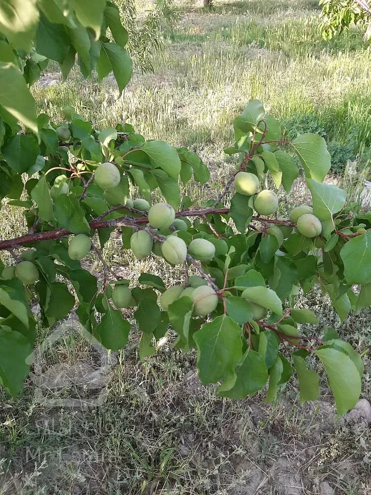 باغ 500 متری دارای درختان 6ساله