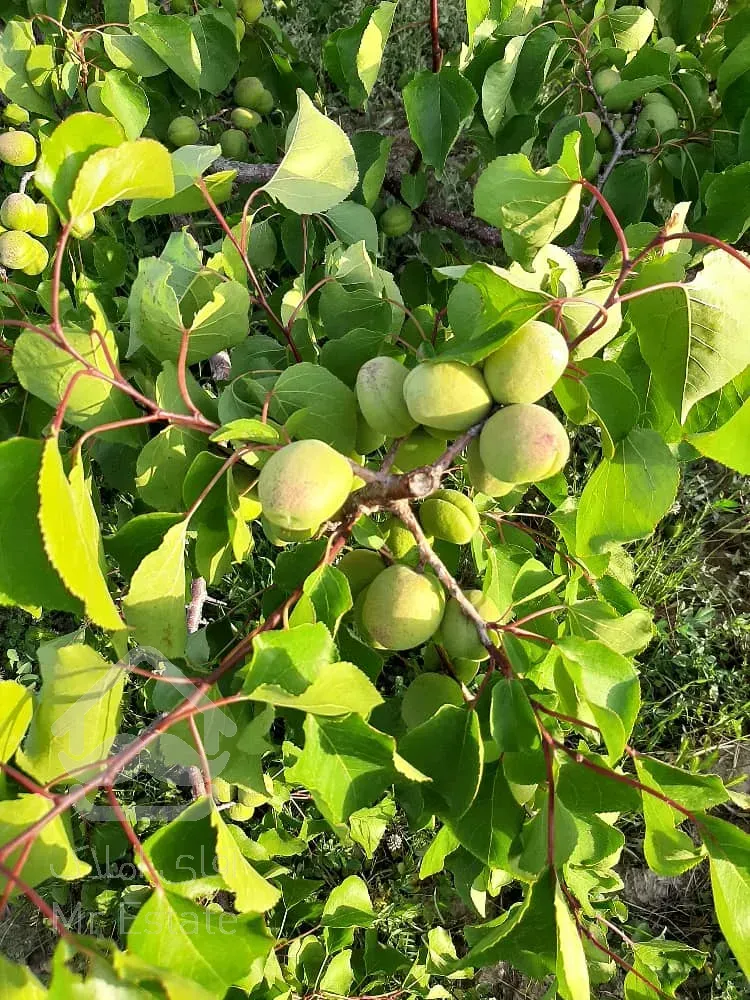 باغ 500 متری دارای درختان 6ساله