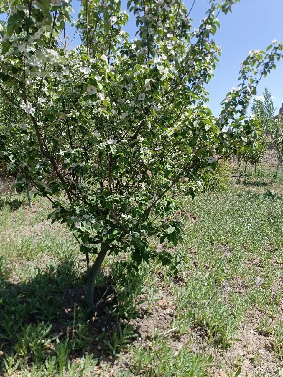 باغ400متری/امکانات خیلی عالی /رودمعجن