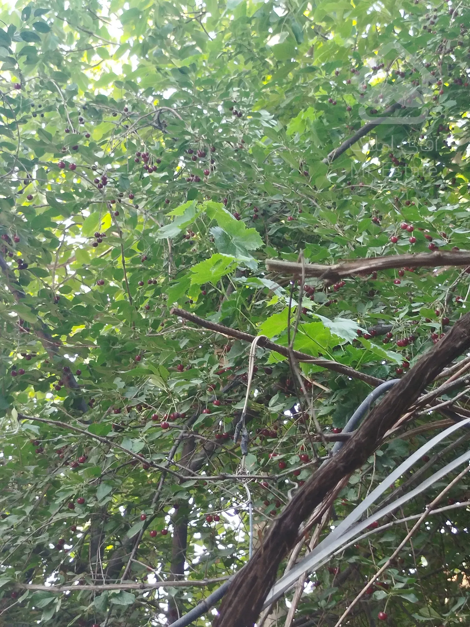 خانه باغ ۶۰۰متری