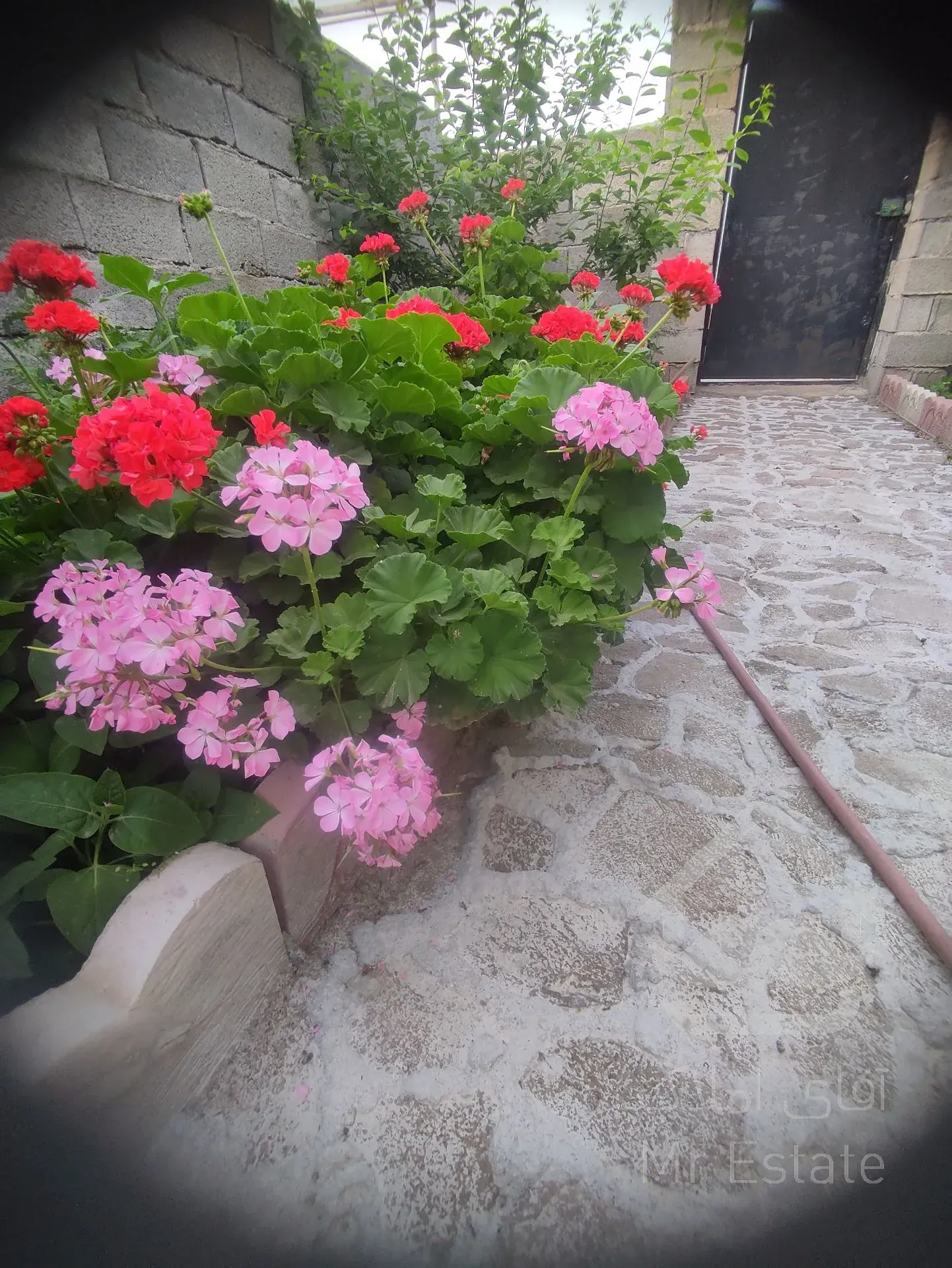 تمیز و حیاط پرگل