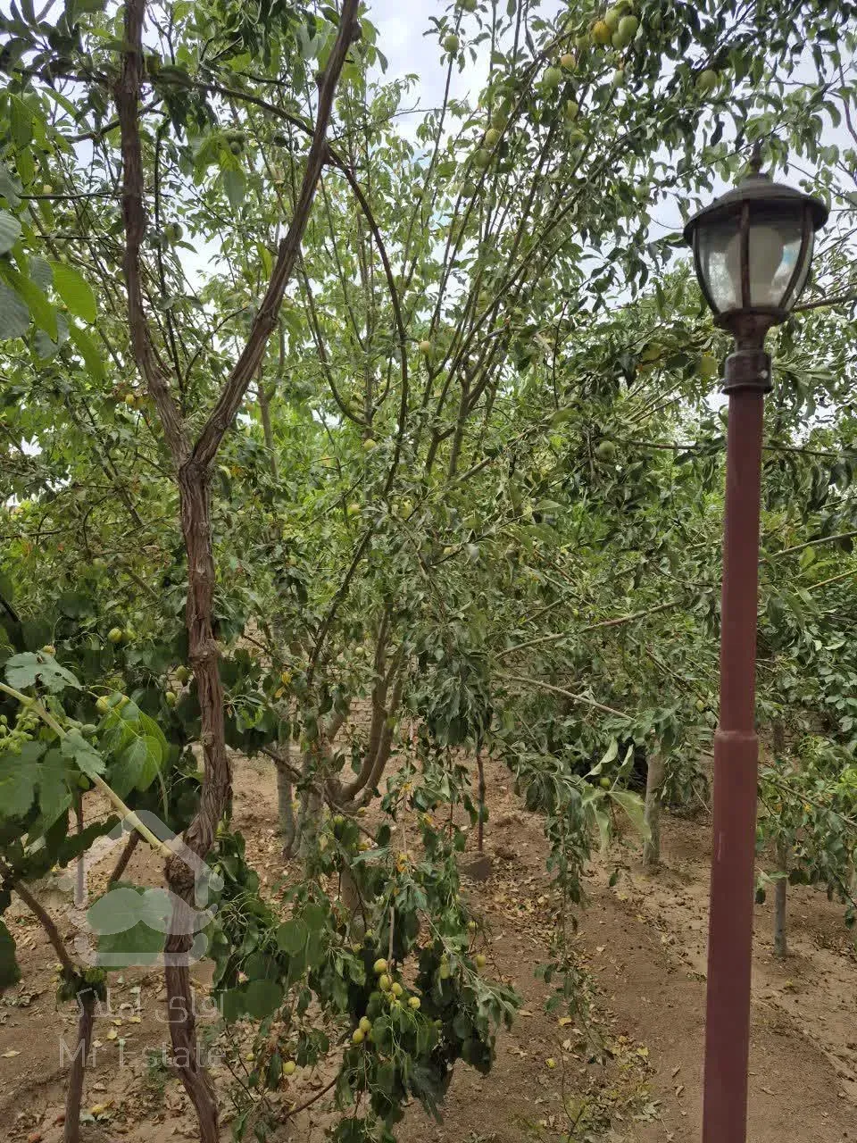 باغ علی آباد صدری