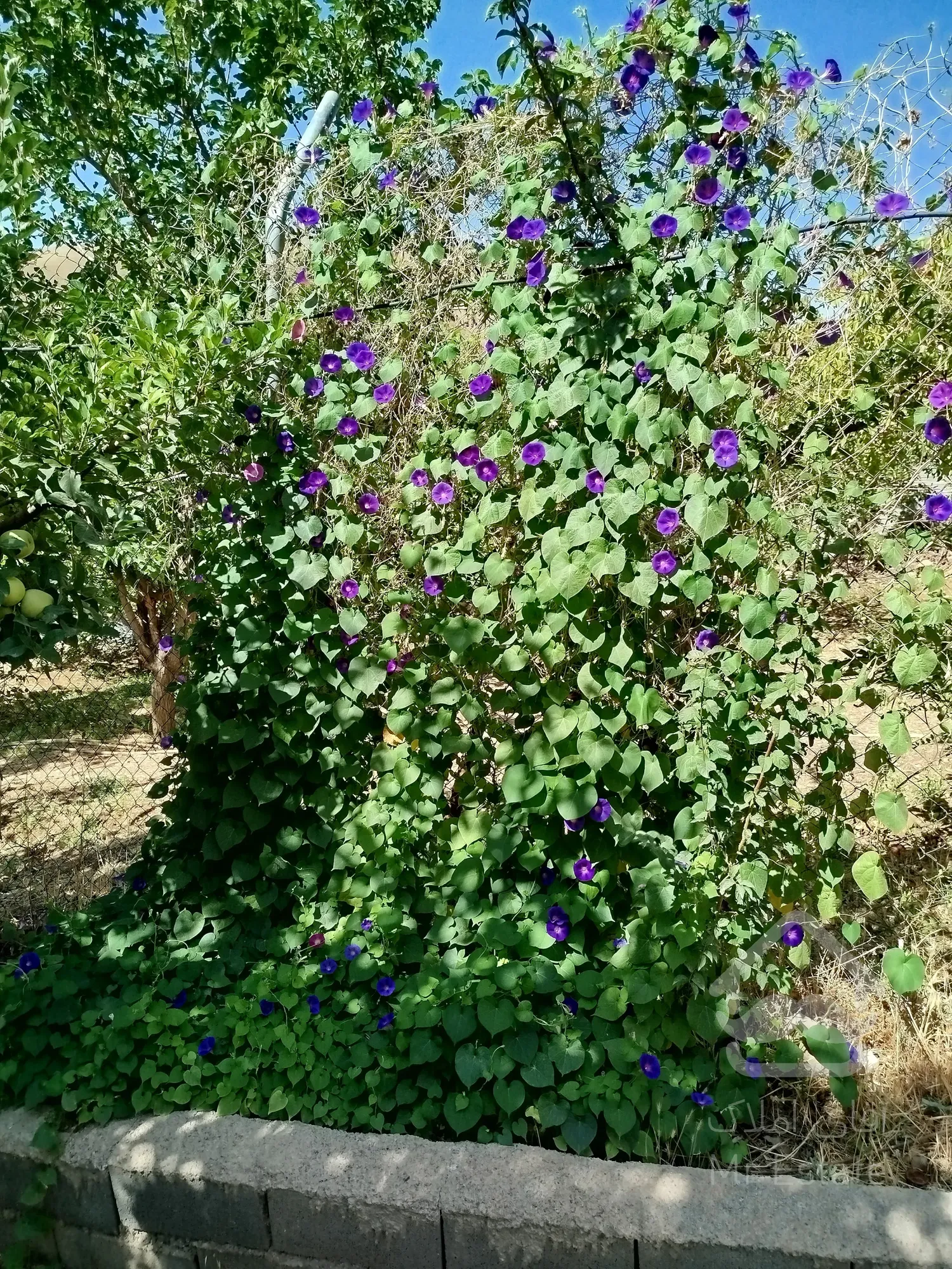 فروش باغچه دماوند