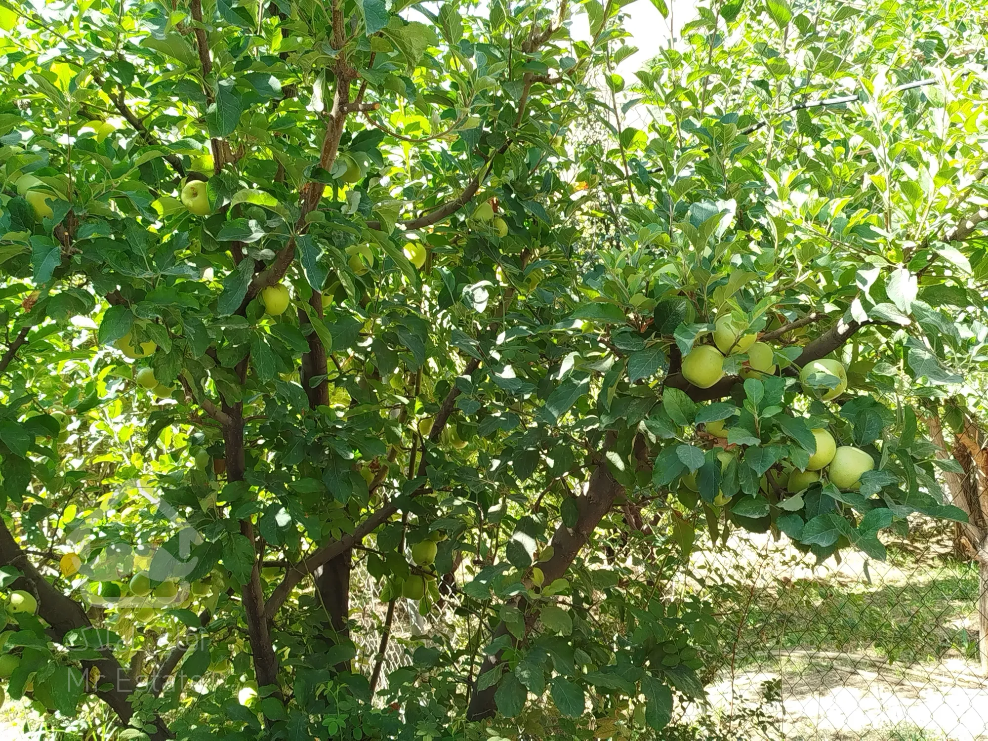 فروش باغچه دماوند