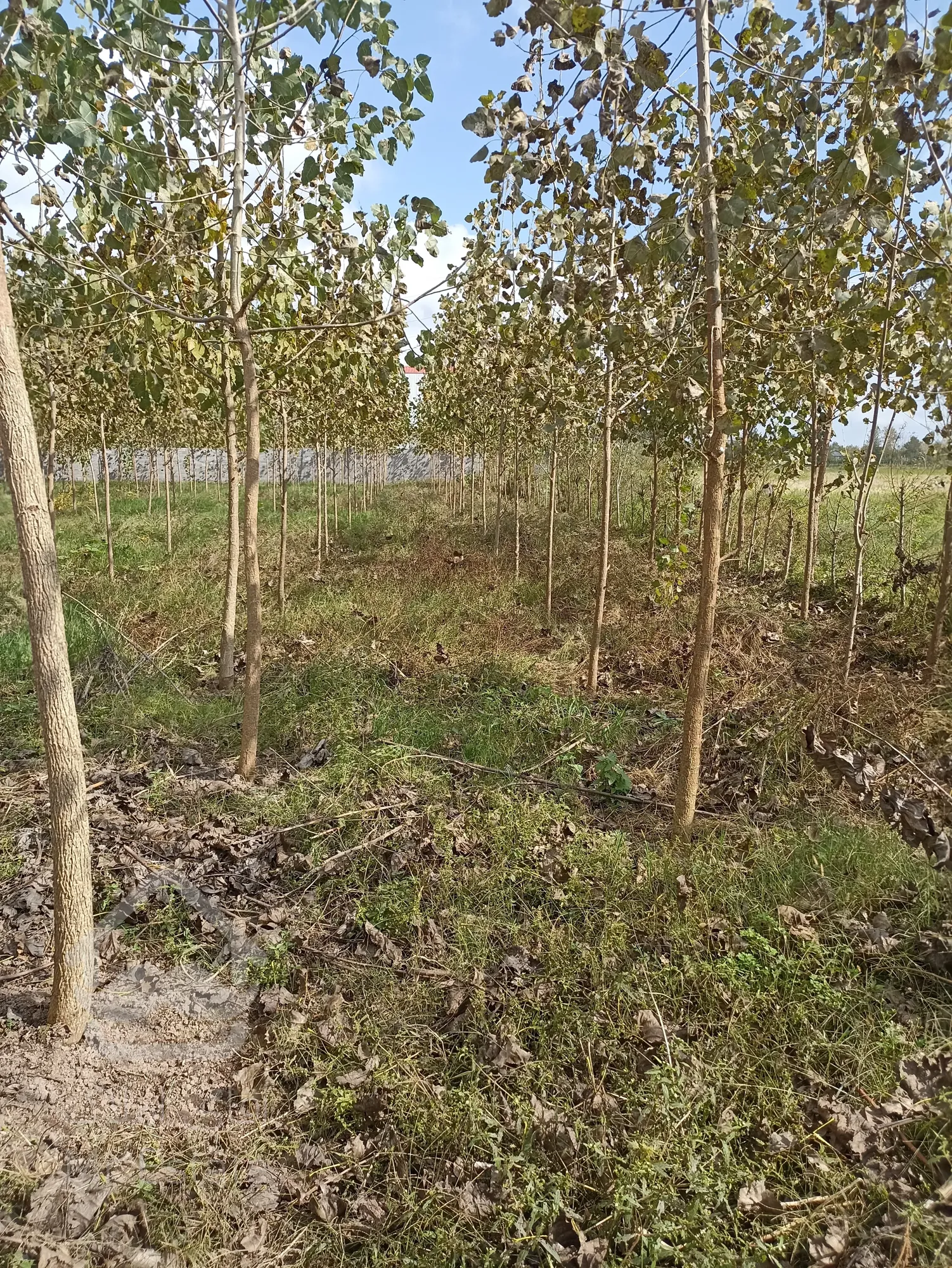 زمین مسکونی و روستایی