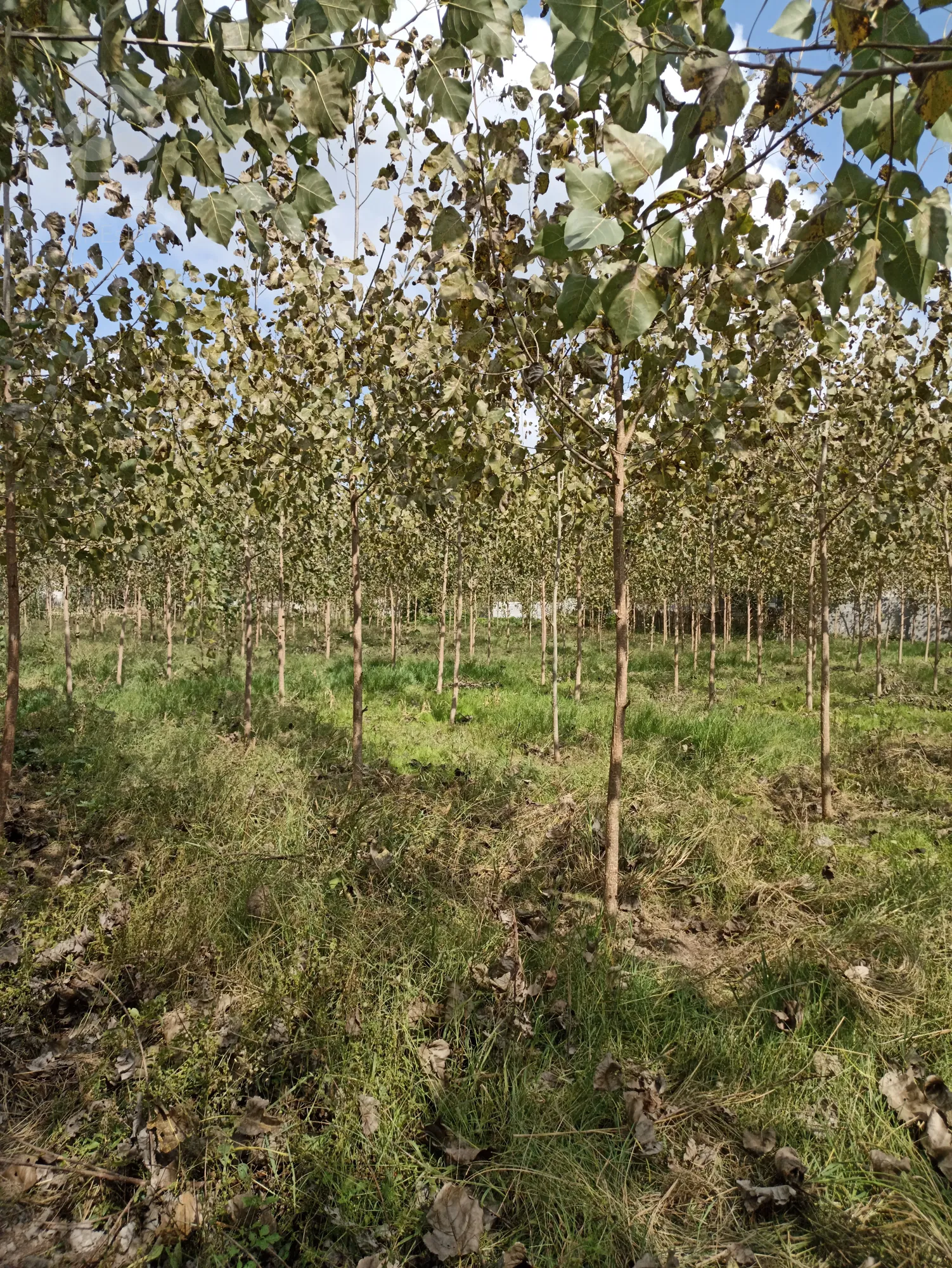 زمین مسکونی و روستایی