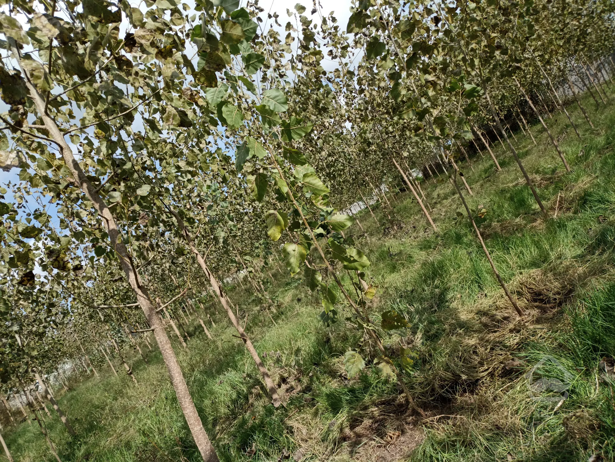 زمین مسکونی و روستایی