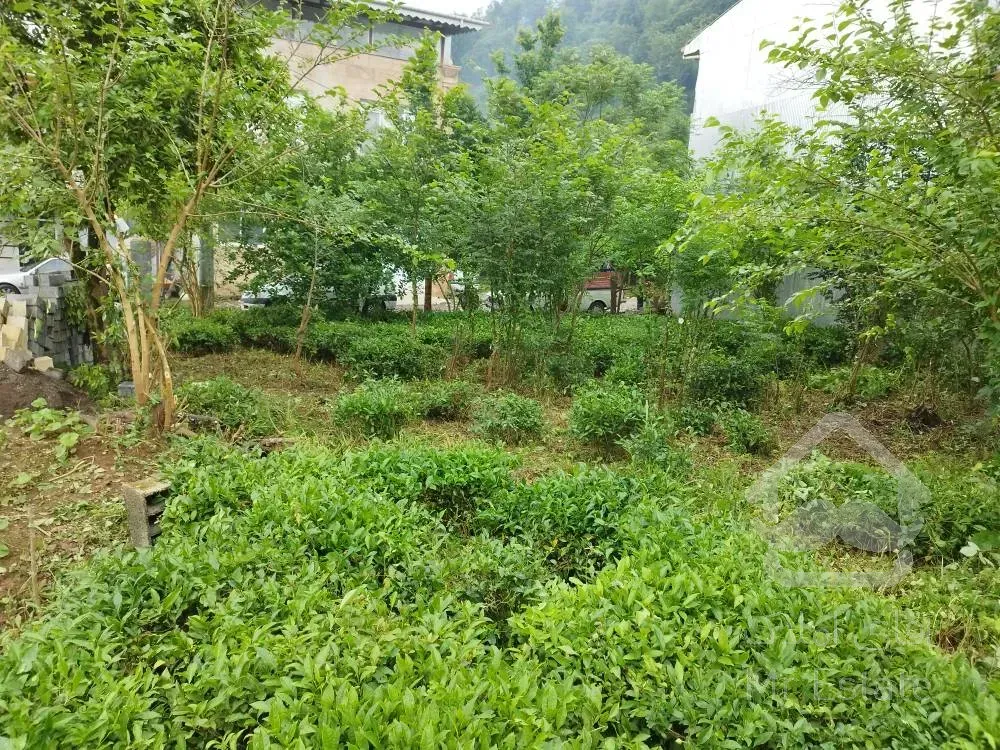 فروش زمین خوش نقشه لاهیجان