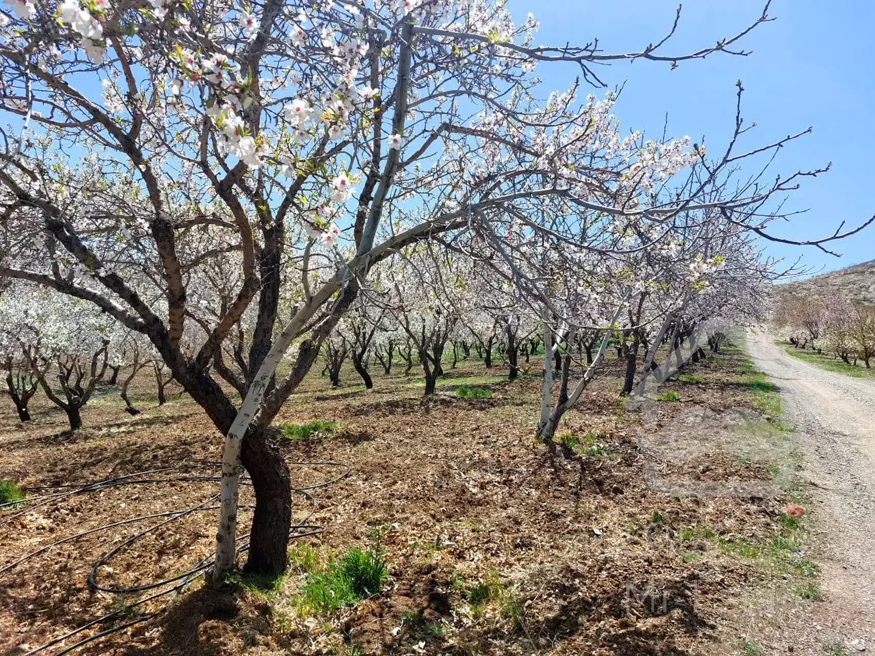 سرمایه گذاری ( با درآمد میلیاردی)