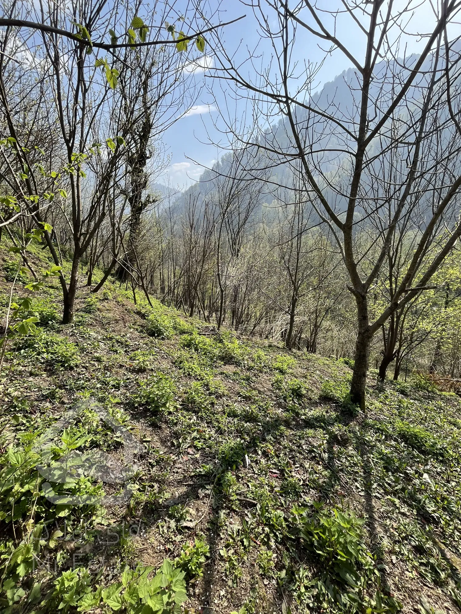 ۶۰۰متر زمین باغی