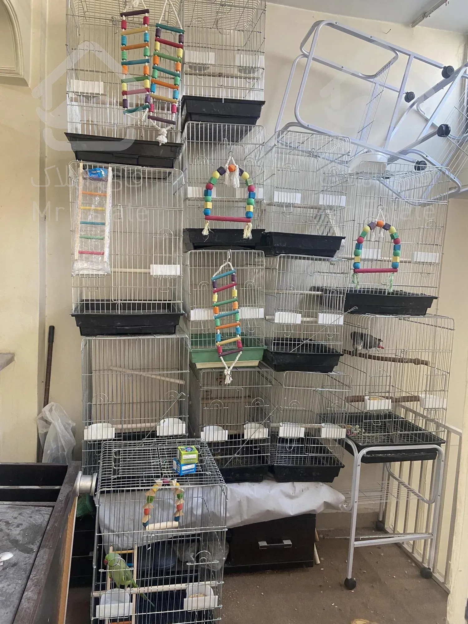 واگذاری سالن تکثیر طوطیسان با تمام امکانات