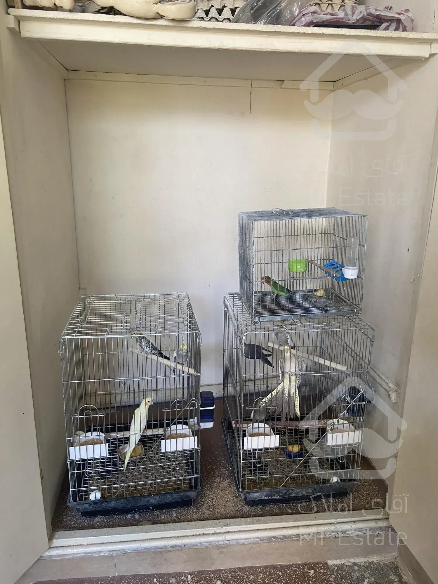 واگذاری سالن تکثیر طوطیسان با تمام امکانات