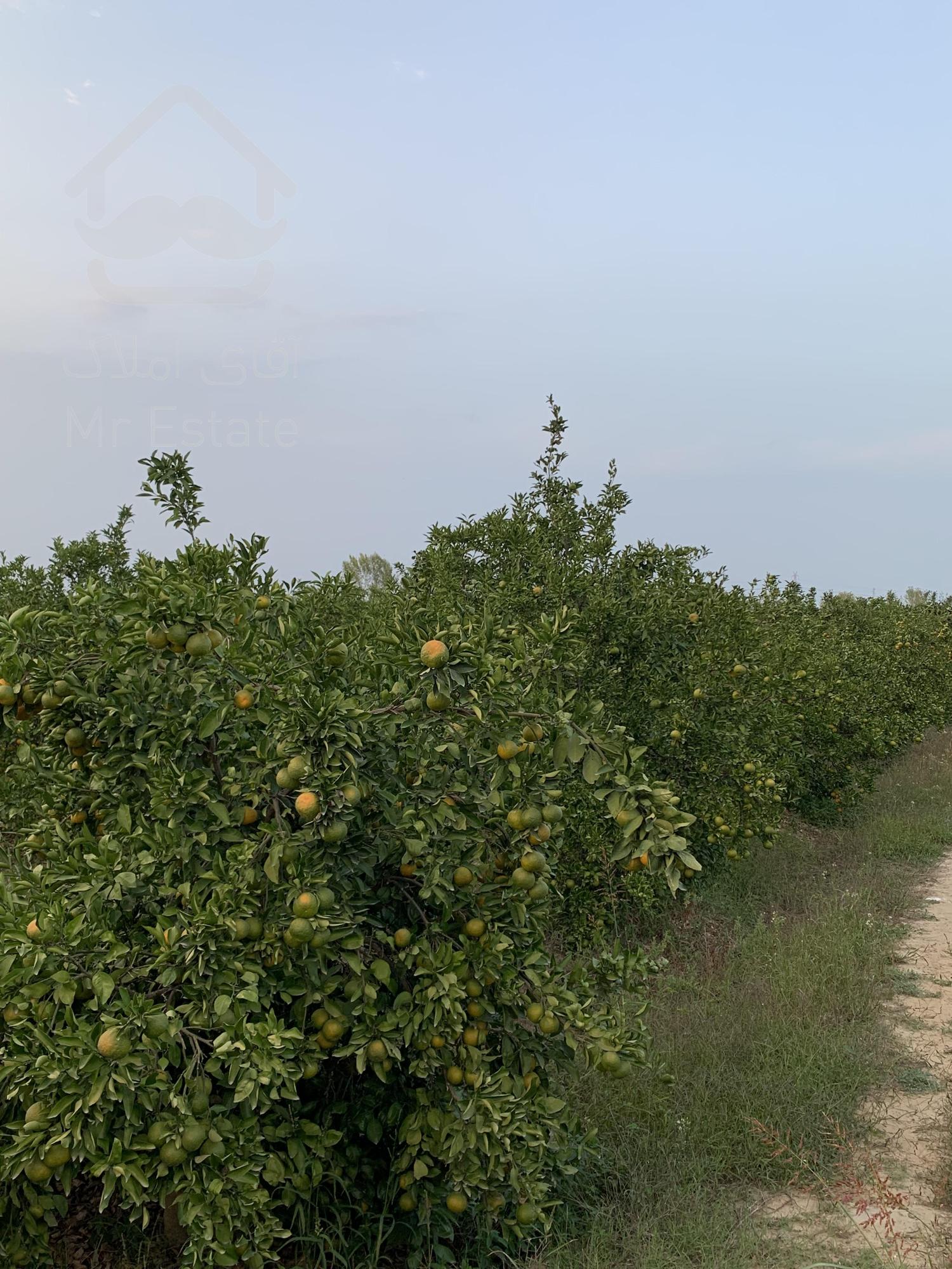 ۴۵۰۰ متر باغ نارنگی ژاپنی ۶ ساله در ساری
