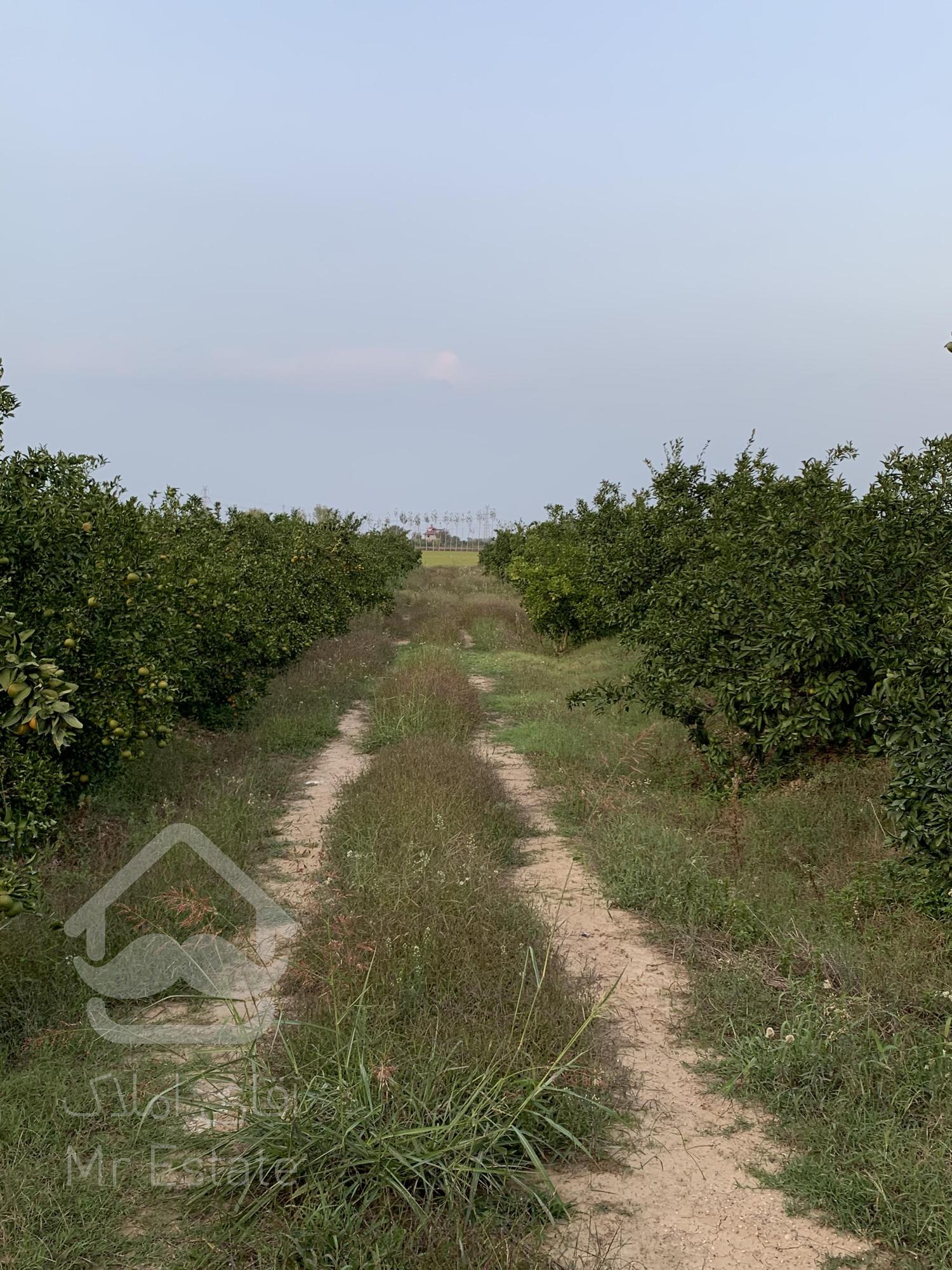 ۴۵۰۰ متر باغ نارنگی ژاپنی ۶ ساله در ساری