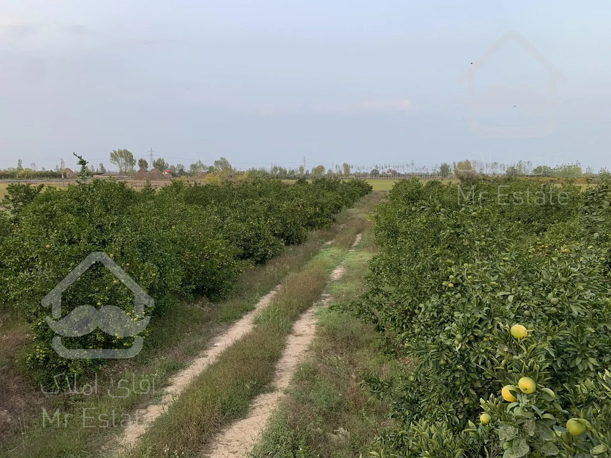 ۴۵۰۰ متر باغ نارنگی ژاپنی ۶ ساله در ساری