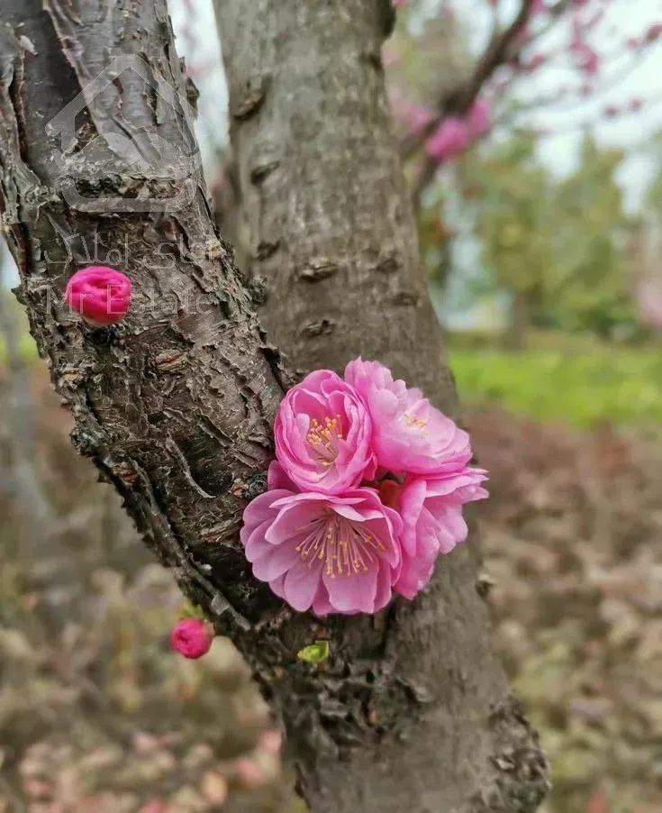 باغ ملارد و شهریار