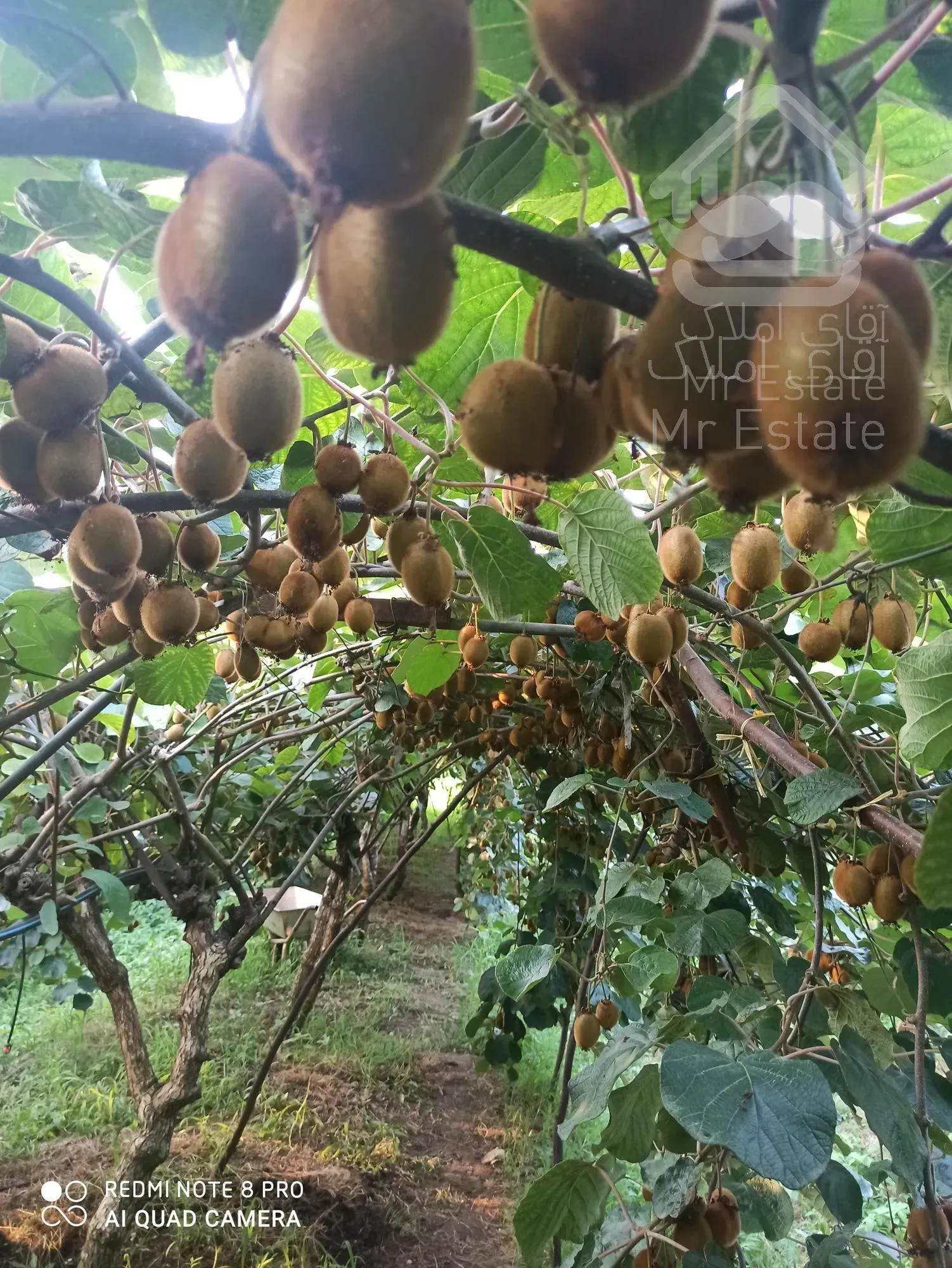 فروش زمین کشاورزی6440متری