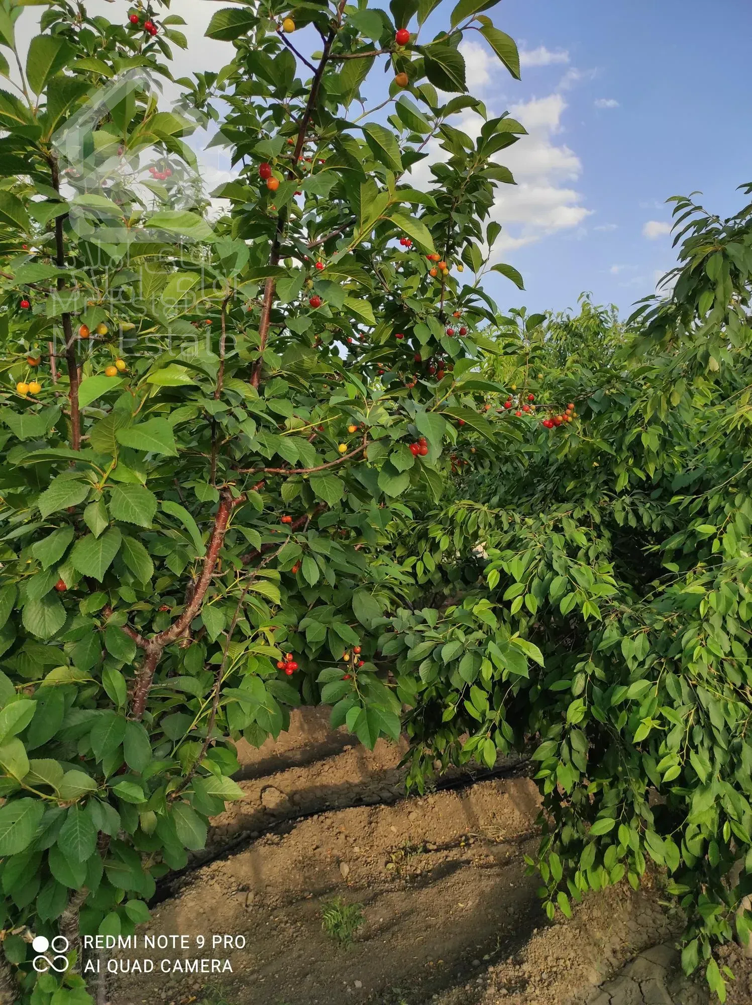 ۲۱۰۰ متر باغ مثمر.