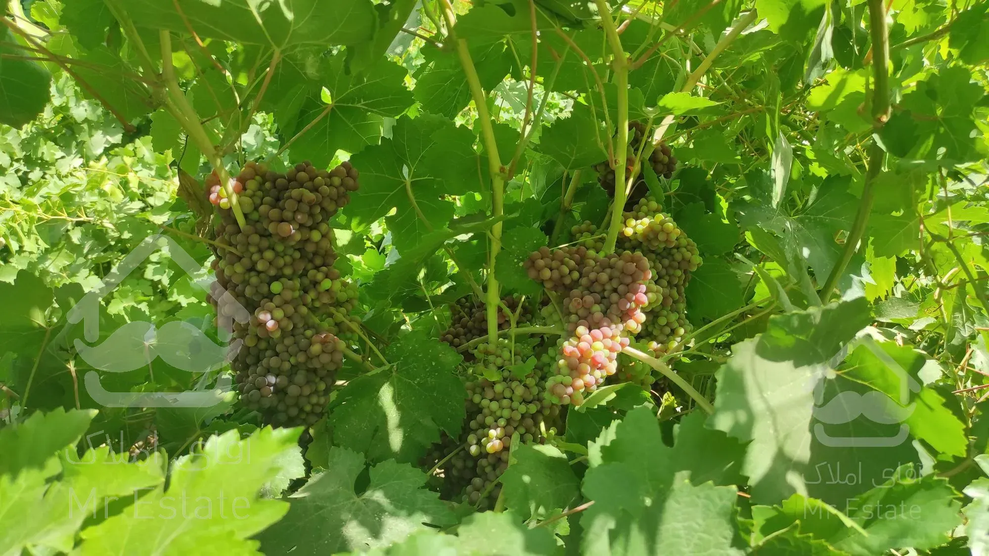 ۲۱۰۰ متر باغ مثمر.