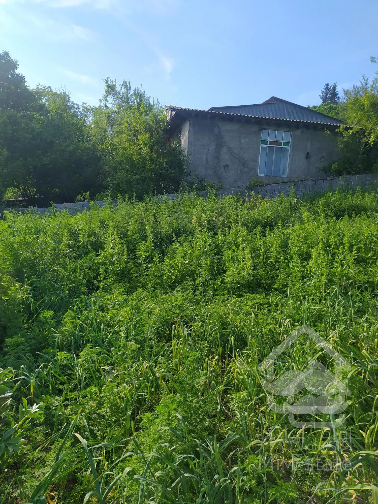 فروش زمین هزارجریب نکا