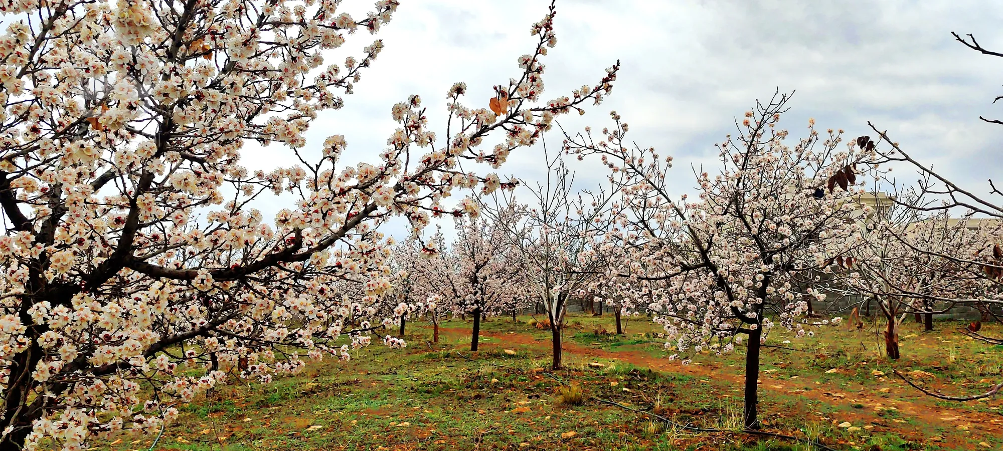 فروش زمین ویلایی