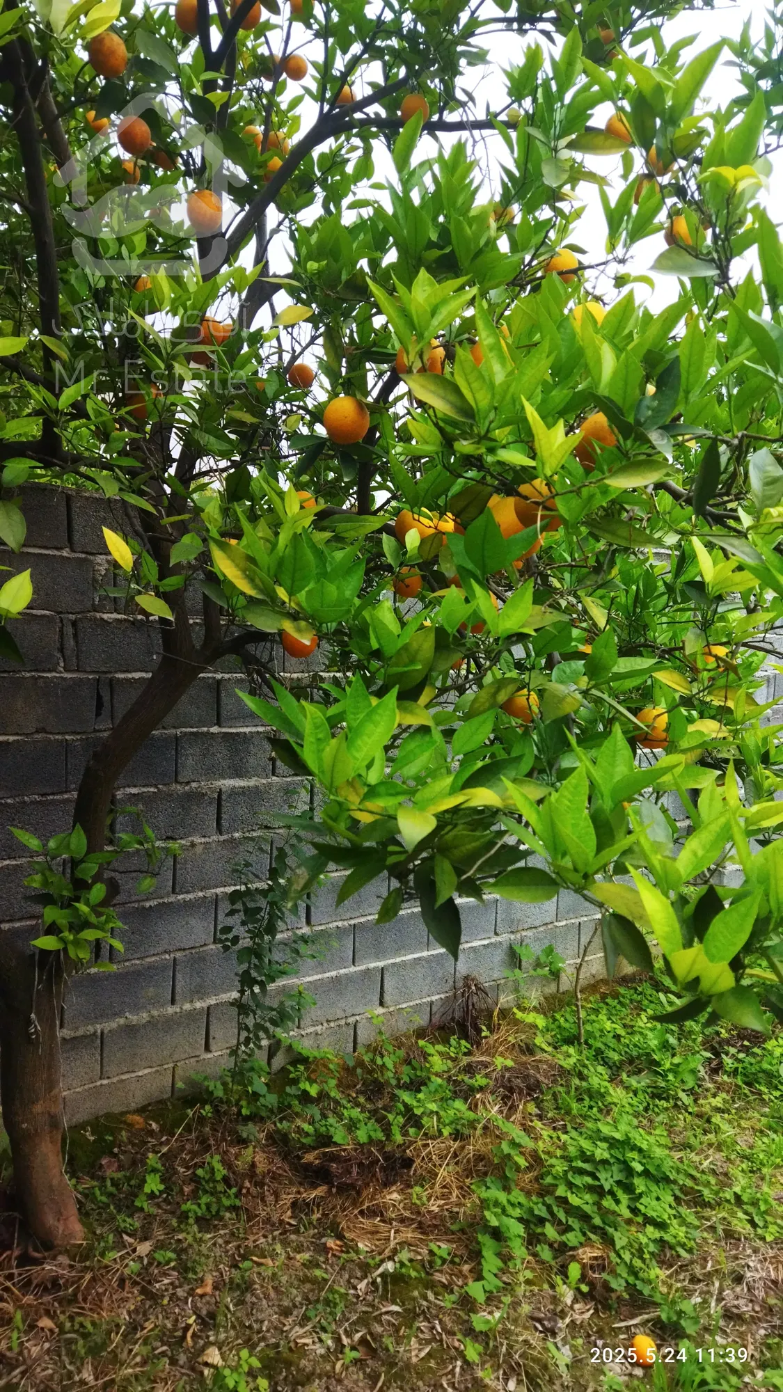 اجاره ویلا مبله سالیانه