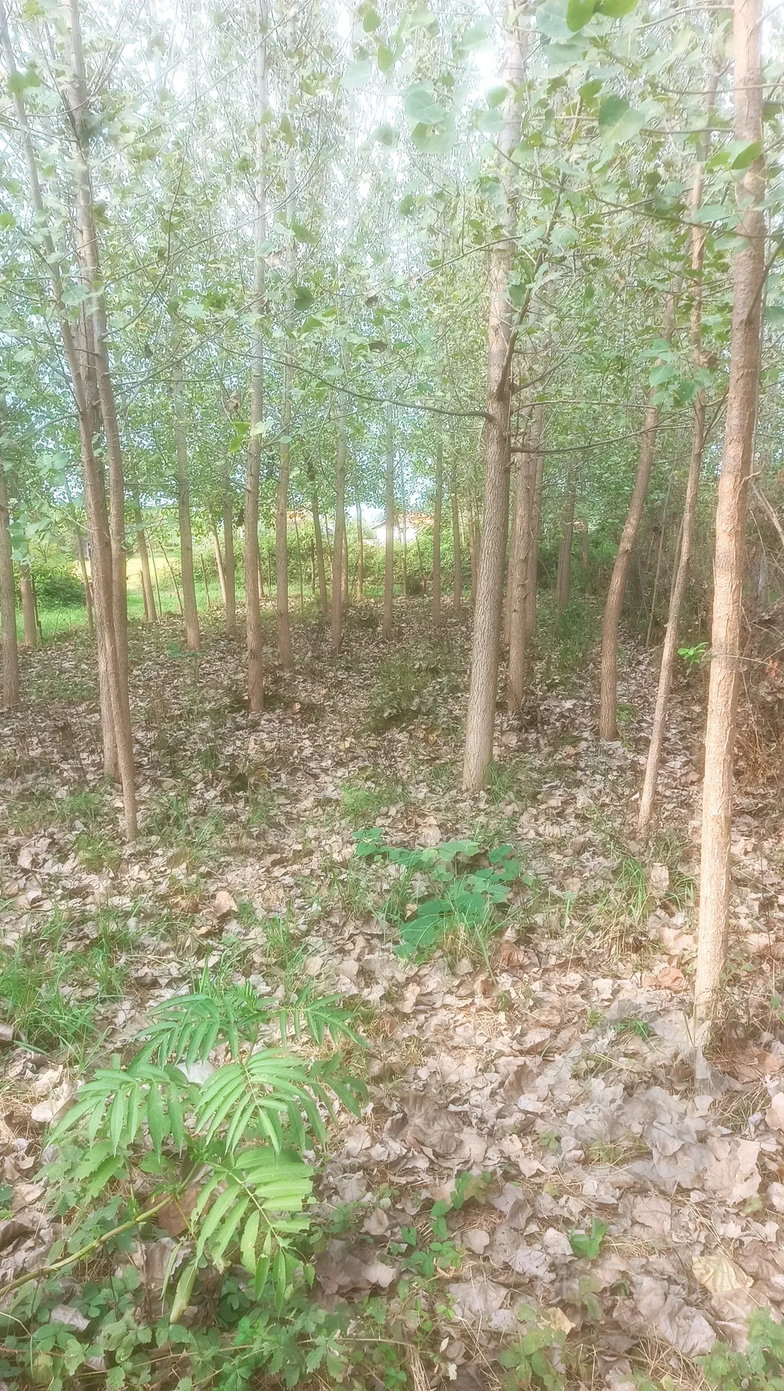 فروش زمین باغی مسکونی جاده سنگر