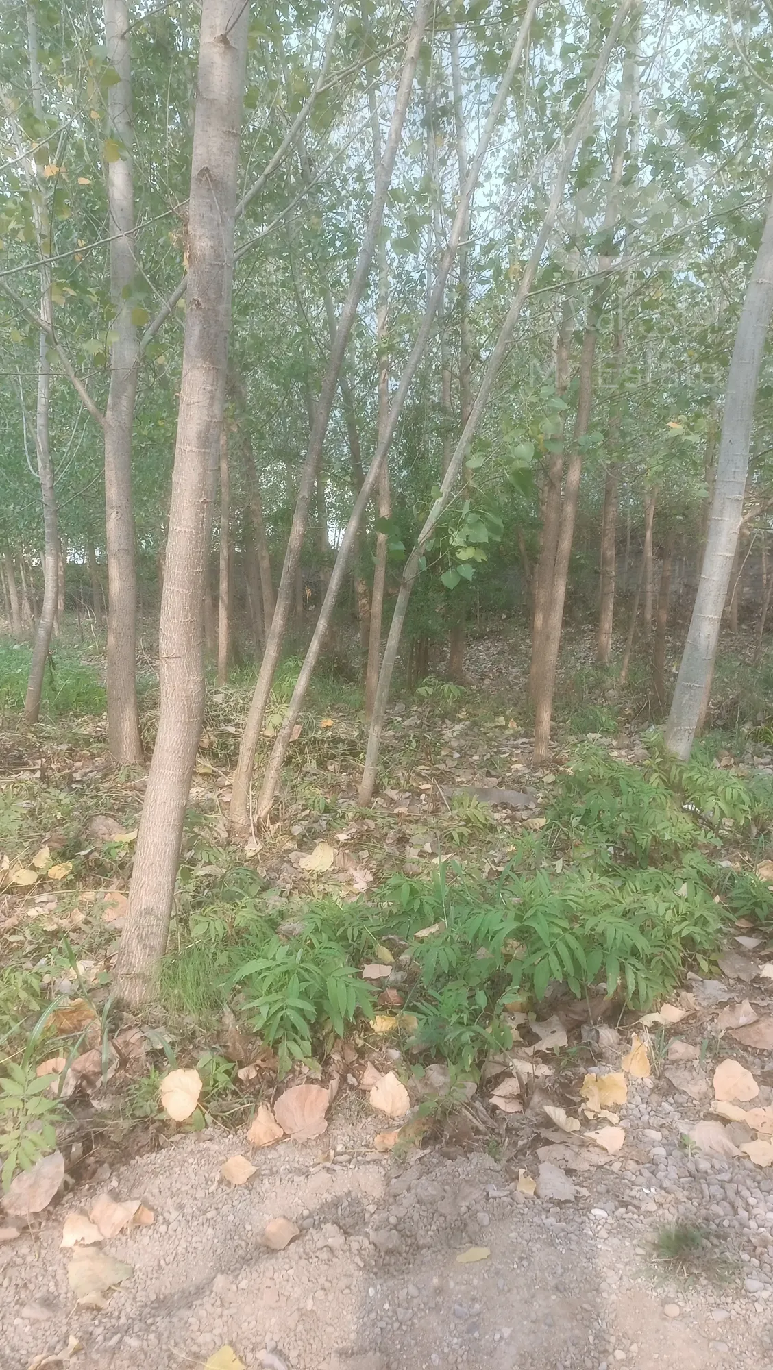 فروش زمین باغی مسکونی جاده سنگر