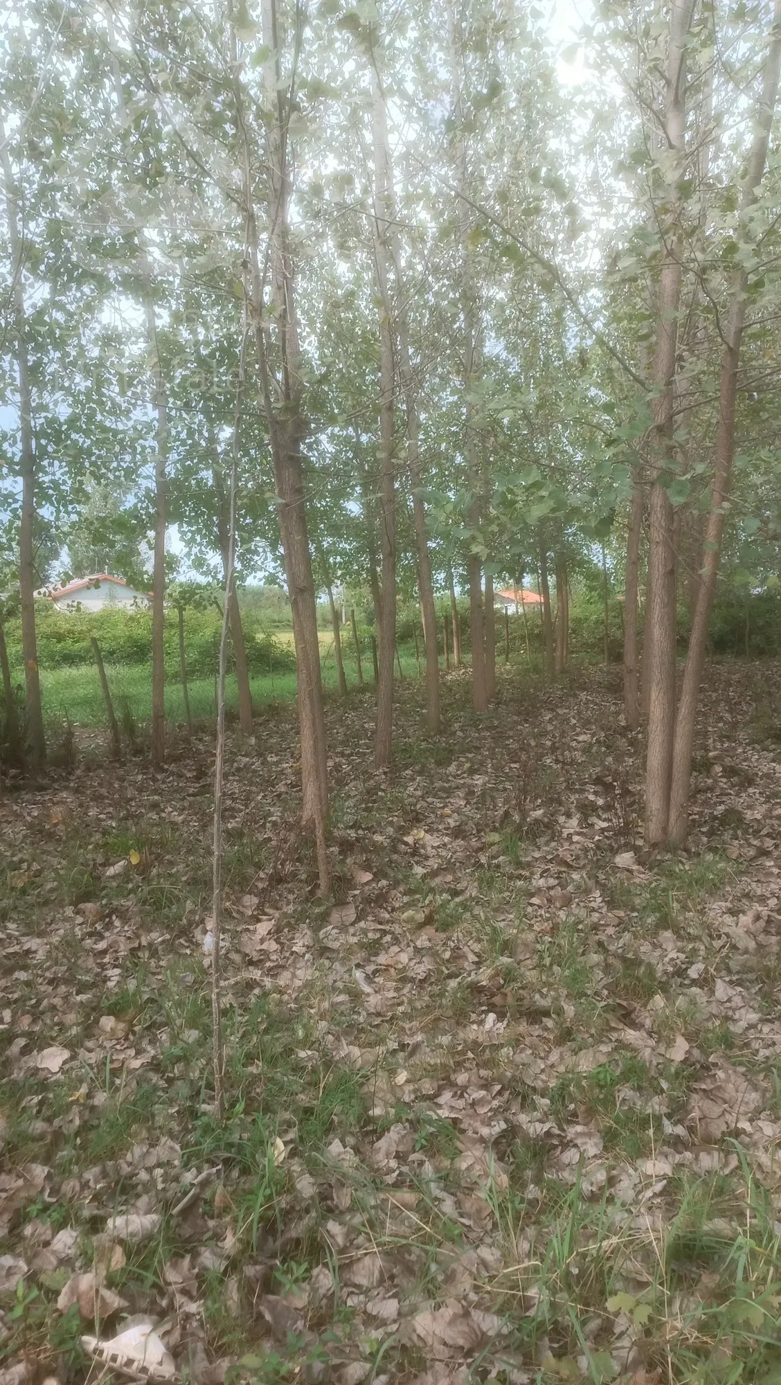 فروش زمین باغی مسکونی جاده سنگر