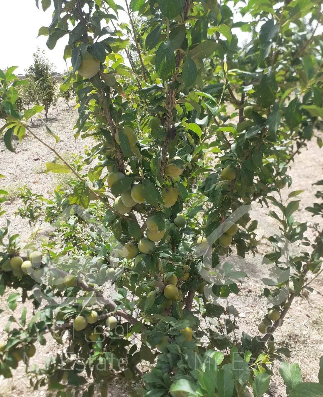 انواع درختان بن دار و نهال انگور و گل و گیاه