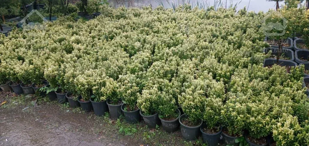 نهال،گل وگیاه،نهالستان،درختچه های تزئینی، فضای سبز، باغبانی