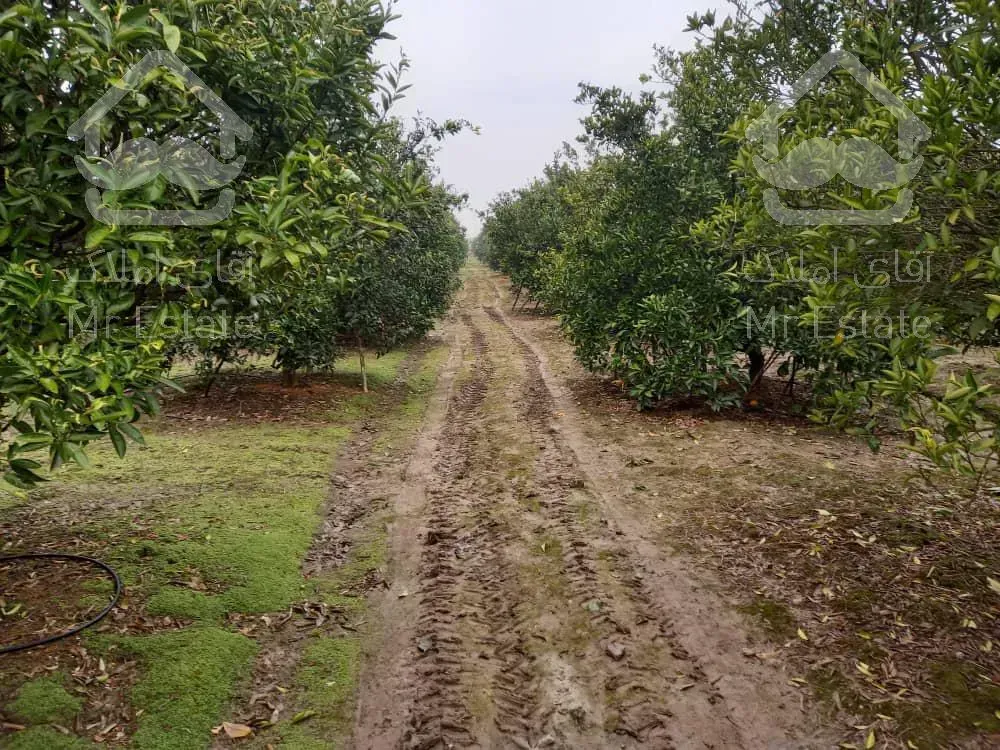 یک هکتار باغ مرکبات