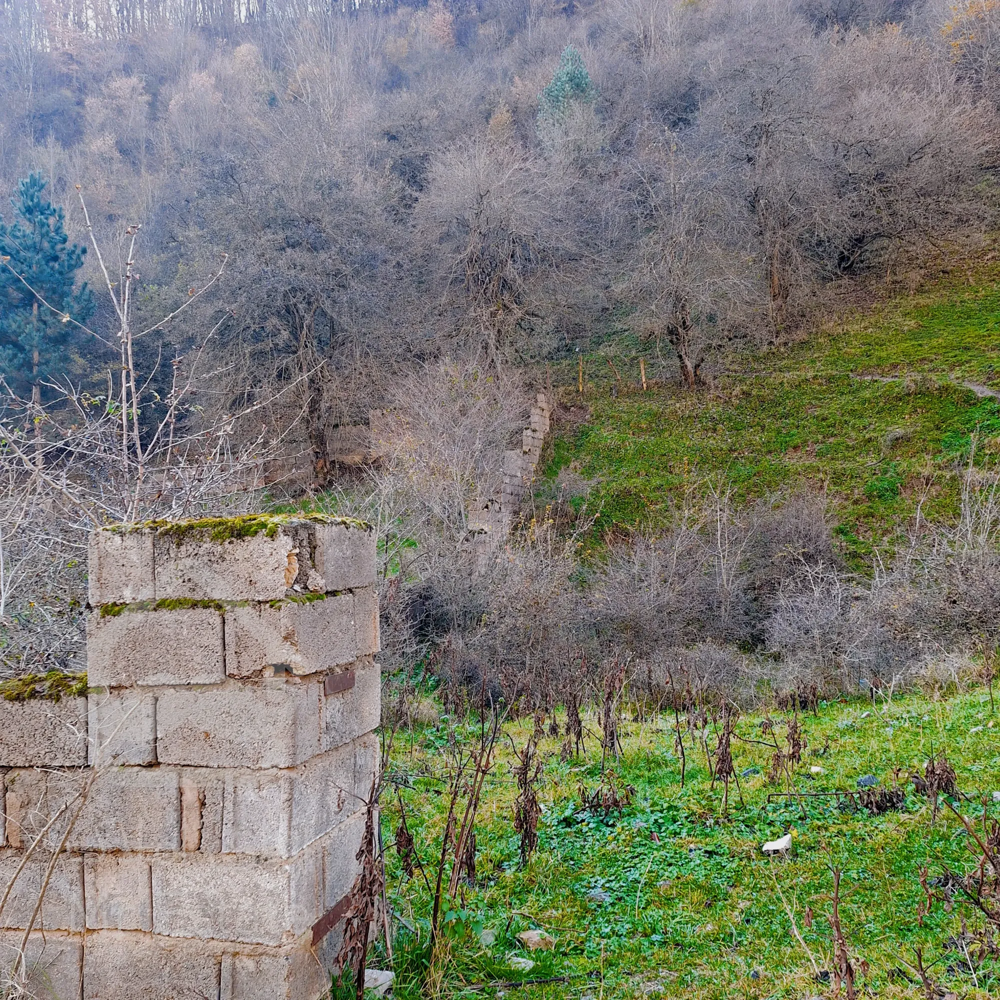 این زمین وسط جنگلای رودبارکه