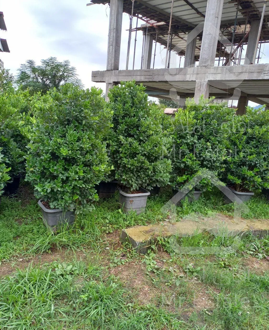 فروش انواع گل و گیاه به صورت عمده